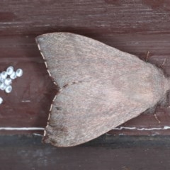 Pararguda rufescens (Rufous Snout Moth) at Lilli Pilli, NSW - 3 Oct 2020 by jbromilow50