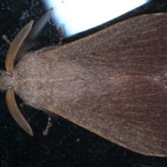 Pararguda rufescens (Rufous Snout Moth) at Lilli Pilli, NSW - 3 Oct 2020 by jb2602