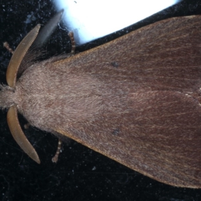 Pararguda rufescens (Rufous Snout Moth) at Lilli Pilli, NSW - 3 Oct 2020 by jb2602