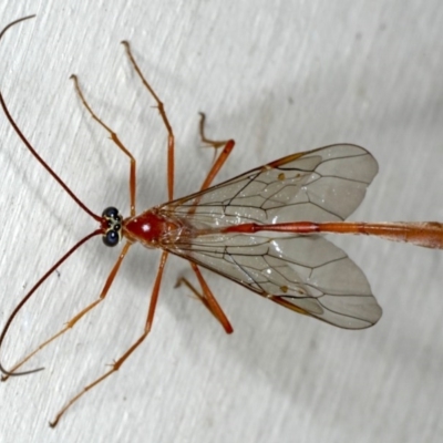 Enicospilus insularis (An Ophionine Wasp) at Lilli Pilli, NSW - 3 Oct 2020 by jb2602