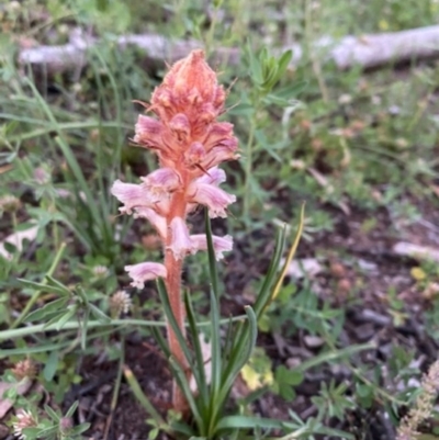 Orobanche minor (Broomrape) at Hughes, ACT - 20 Oct 2020 by KL