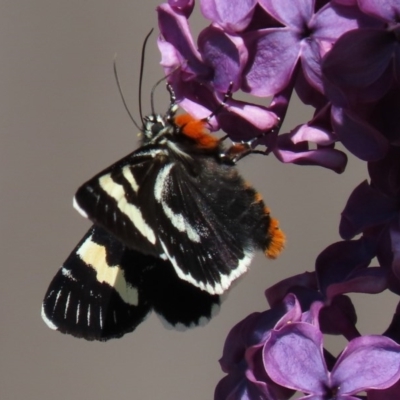 Phalaenoides glycinae (Grapevine Moth) at Waramanga, ACT - 15 Oct 2020 by AndrewZelnik