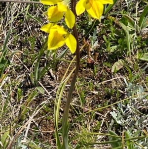 Diuris amabilis at Bungendore, NSW - 2 Oct 2020