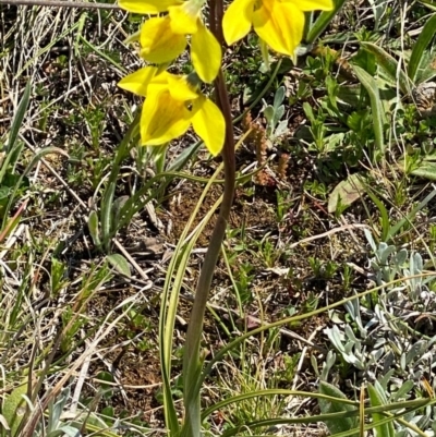 Diuris amabilis (Large Golden Moth) at Turallo Nature Reserve - 2 Oct 2020 by SthTallagandaSurvey