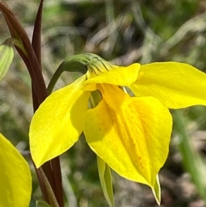 Diuris amabilis at Bungendore, NSW - 2 Oct 2020