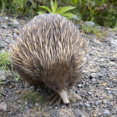 Tachyglossus aculeatus (Short-beaked Echidna) at Lower Cotter Catchment - 19 Oct 2020 by CedricBear