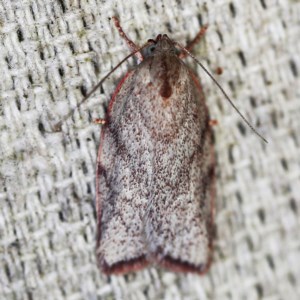 Euchaetis inceptella at O'Connor, ACT - 20 Oct 2020