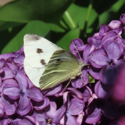 Pieris rapae (Cabbage White) at Waramanga, ACT - 15 Oct 2020 by AndrewZelnik