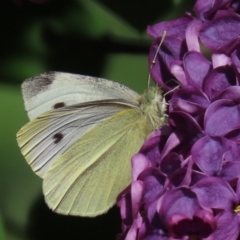 Pieris rapae at Waramanga, ACT - 16 Oct 2020