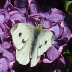 Pieris rapae at Waramanga, ACT - 16 Oct 2020