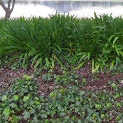 Microtis sp. (Onion Orchid) at Lake Burley Griffin Central/East - 20 Oct 2020 by jamesjonklaas