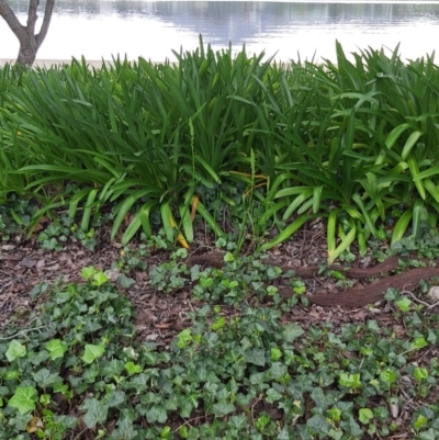 Microtis sp. (Onion Orchid) at Lake Burley Griffin Central/East - 20 Oct 2020 by jamesjonklaas