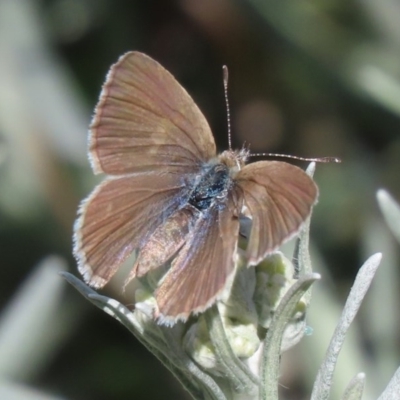 Zizina otis (Common Grass-Blue) at Waramanga, ACT - 20 Oct 2020 by AndrewZelnik