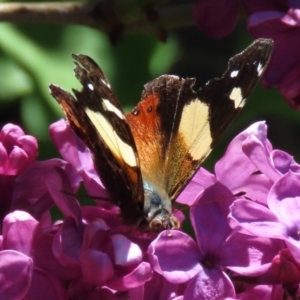 Vanessa itea at Waramanga, ACT - 12 Oct 2020