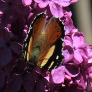 Vanessa itea at Waramanga, ACT - 12 Oct 2020