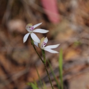 Caladenia moschata at Watson, ACT - suppressed