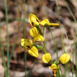 Diuris sulphurea at Watson, ACT - suppressed