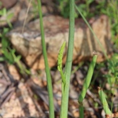 Microtis sp. (Onion Orchid) at Watson, ACT - 20 Oct 2020 by petersan