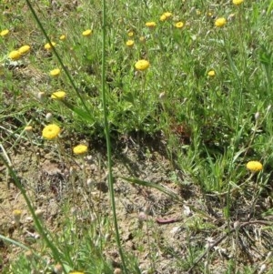 Leptorhynchos squamatus subsp. squamatus at Holt, ACT - 20 Oct 2020