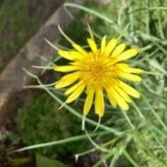 Tragopogon dubius (Goatsbeard) at Bruce, ACT - 20 Oct 2020 by Pennifold