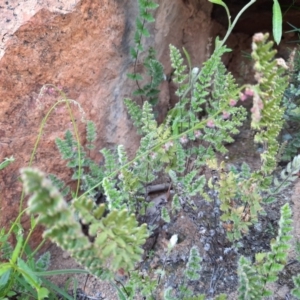 Cheilanthes distans at Wallaroo, NSW - 21 Oct 2020