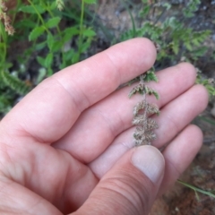 Cheilanthes distans at Wallaroo, NSW - 21 Oct 2020