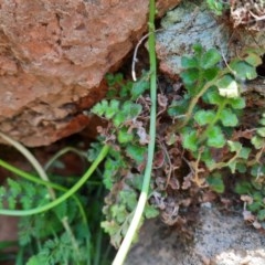 Asplenium subglandulosum (Blanket Fern) at Wallaroo, NSW - 21 Oct 2020 by samreid007