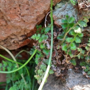 Asplenium subglandulosum at Wallaroo, NSW - 21 Oct 2020 12:02 PM