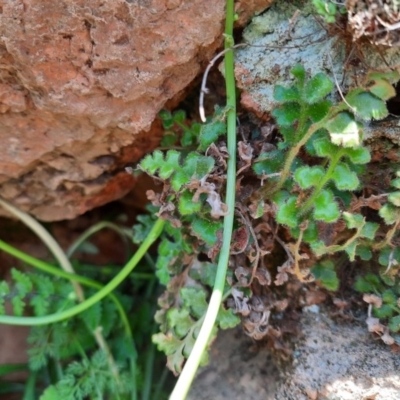 Pleurosorus rutifolius (Blanket Fern) at Wallaroo, NSW - 21 Oct 2020 by samreid007