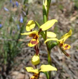 Diuris sulphurea at Acton, ACT - suppressed