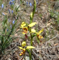 Diuris sulphurea at Acton, ACT - suppressed