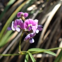 Glycine clandestina (Twining Glycine) at Acton, ACT - 20 Oct 2020 by RWPurdie