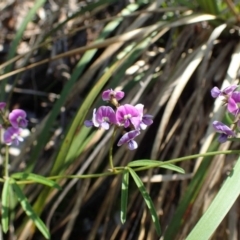 Glycine clandestina at Acton, ACT - 21 Oct 2020 05:08 AM