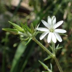 Stellaria pungens (Prickly Starwort) at Acton, ACT - 21 Oct 2020 by RWPurdie