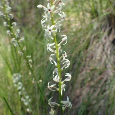 Stackhousia monogyna (Creamy Candles) at Acton, ACT - 21 Oct 2020 by RWPurdie