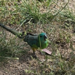 Psephotus haematonotus (Red-rumped Parrot) at Gungahlin, ACT - 21 Oct 2020 by TrishGungahlin