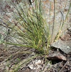 Lomandra filiformis subsp. filiformis at Watson, ACT - 21 Oct 2020 05:20 AM