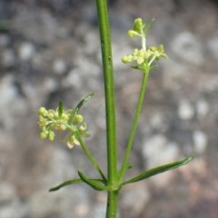 Galium gaudichaudii subsp. gaudichaudii (Rough Bedstraw) at Acton, ACT - 21 Oct 2020 by RWPurdie