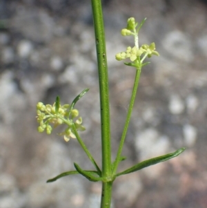 Galium gaudichaudii subsp. gaudichaudii at Acton, ACT - 21 Oct 2020 05:24 AM