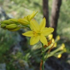 Bulbine glauca (Rock Lily) at Watson, ACT - 20 Oct 2020 by RWPurdie