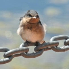 Hirundo neoxena (Welcome Swallow) at Yerrabi Pond - 20 Oct 2020 by TrishGungahlin