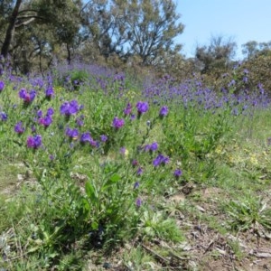 Echium plantagineum at Symonston, ACT - 15 Oct 2020