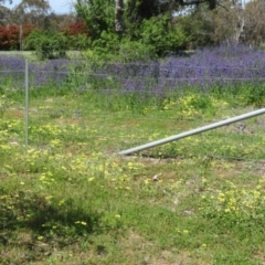 Echium plantagineum at Symonston, ACT - 15 Oct 2020