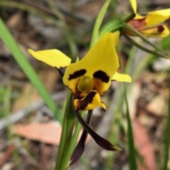 Diuris sulphurea (Tiger Orchid) at Paddys River, ACT - 21 Oct 2020 by JohnBundock