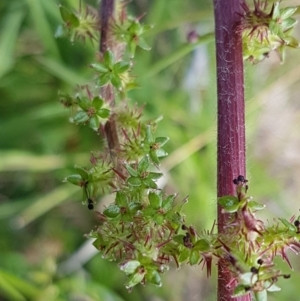 Acaena echinata at Lyneham, ACT - 21 Oct 2020