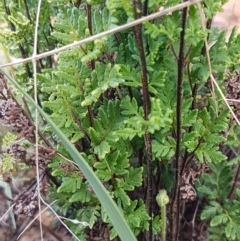 Cheilanthes sieberi (Rock Fern) at Lyneham, ACT - 21 Oct 2020 by tpreston