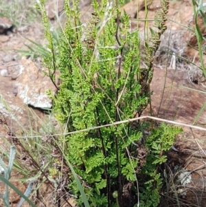 Cheilanthes sieberi at Lyneham, ACT - 21 Oct 2020