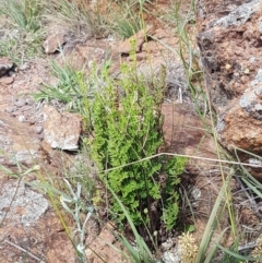 Cheilanthes sieberi at Lyneham, ACT - 21 Oct 2020