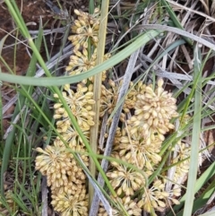 Lomandra multiflora (Many-flowered Matrush) at Lyneham, ACT - 21 Oct 2020 by tpreston