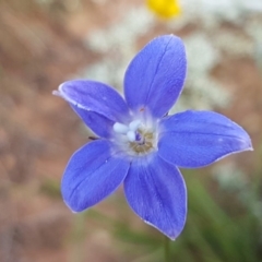 Wahlenbergia stricta subsp. stricta at Lyneham, ACT - 21 Oct 2020